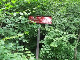 Rezerwat przyrody Cisy w Malinówce